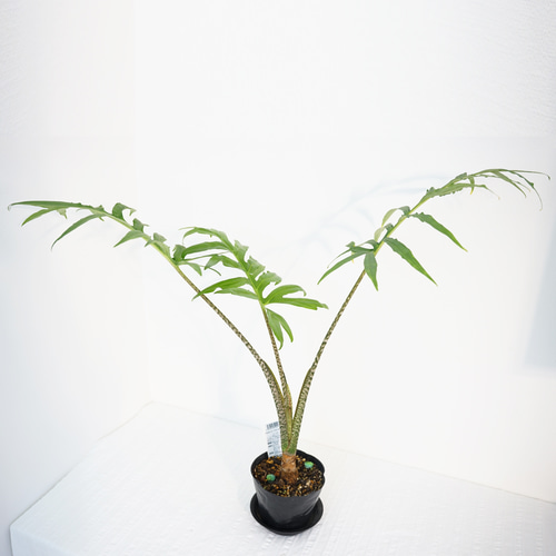 送料込み】☆希少☆アロカシア・ブランキフォリア アートフラワー