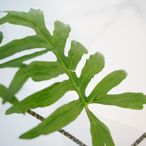 送料込み】☆希少☆アロカシア・ブランキフォリア アートフラワー