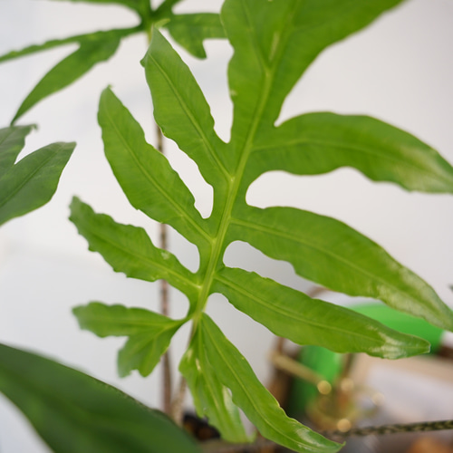 送料込み】☆希少☆アロカシア・ブランキフォリア アートフラワー