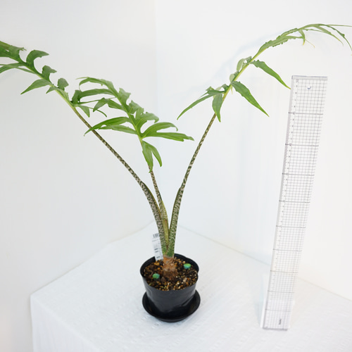 送料込み】☆希少☆アロカシア・ブランキフォリア アートフラワー