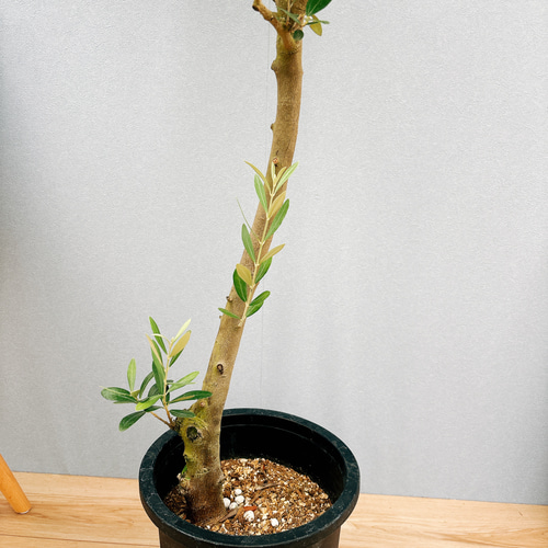 現品］31番 創樹 オリーブ ミッション 8号 観葉植物 ベランダ SOUJU 