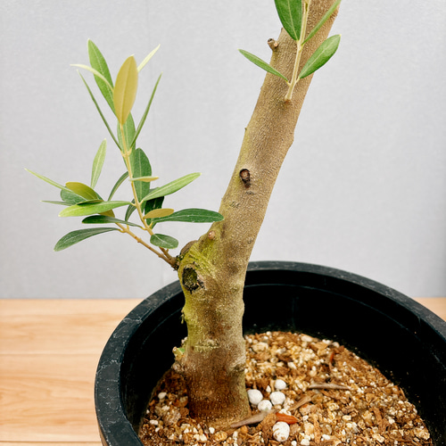 現品］31番 創樹 オリーブ ミッション 8号 観葉植物 ベランダ SOUJU 