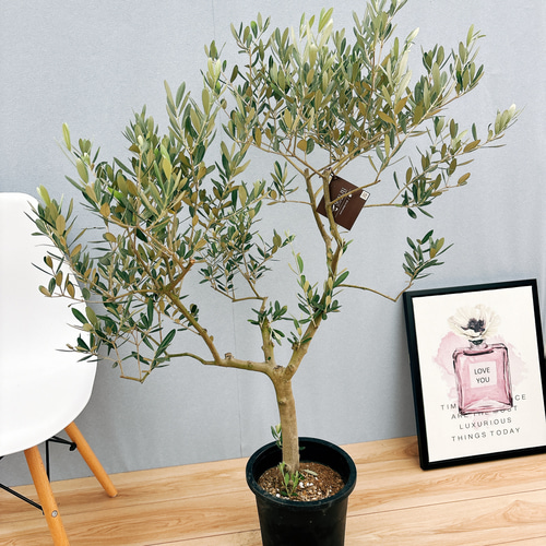 ［現品］S　創樹　オリーブ　ミッション　8号　観葉植物　大型　オリーブの木 現品］36番 創樹 オリーブ ミッション 8号 観葉植物 大型 ベランダ