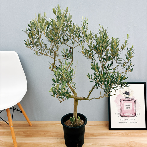 ［現品］S　創樹　オリーブ　ミッション　8号　観葉植物　大型　オリーブの木 現品］36番 創樹 オリーブ ミッション 8号 観葉植物 大型 ベランダ