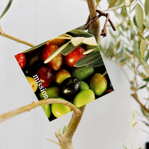 現品］36番 創樹 オリーブ ミッション 8号 観葉植物 大型 ベランダ