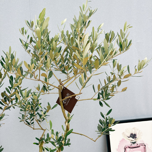 現品］36番 創樹 オリーブ ミッション 8号 観葉植物 大型 ベランダ