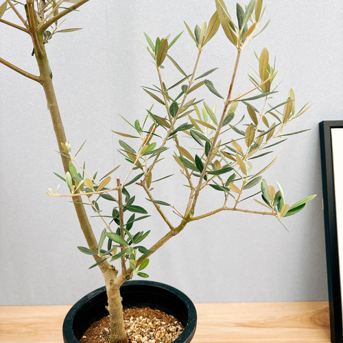 現品］35番 創樹 オリーブ ピクアル 7号 観葉植物 屋外 souju