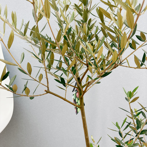 現品］35番 創樹 オリーブ ピクアル 7号 観葉植物 屋外 souju 珍しい