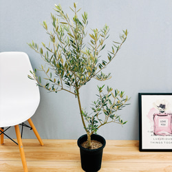 dda1c2789921b87743c920d23296ce