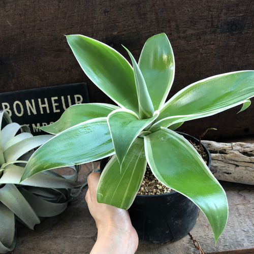 アガベ♡レイオブライト♡アテナータ♡観葉植物♡多肉植物♡ アート