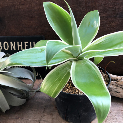 アガベ♡レイオブライト♡アテナータ♡観葉植物♡多肉植物♡ アート