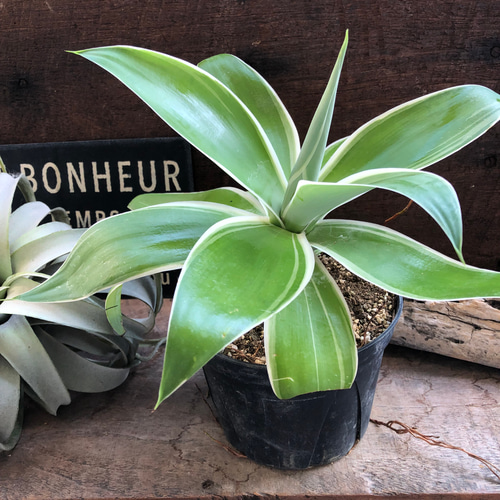 アガベ♡レイオブライト♡アテナータ♡観葉植物♡多肉植物♡ アート