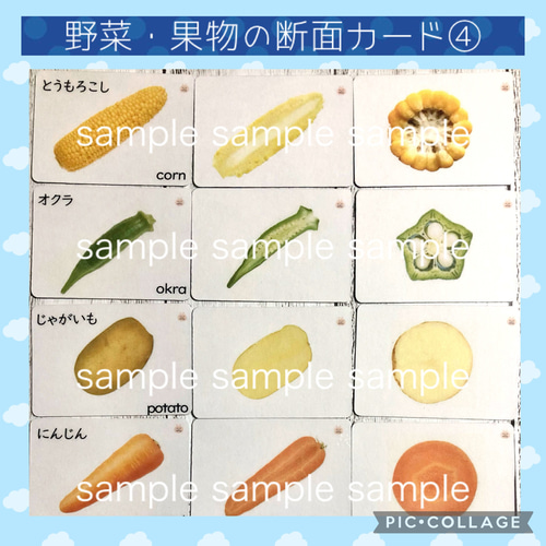 果物野菜 断面カード 家庭学習 小学校受験教材 理科的常識 断面図 旬の