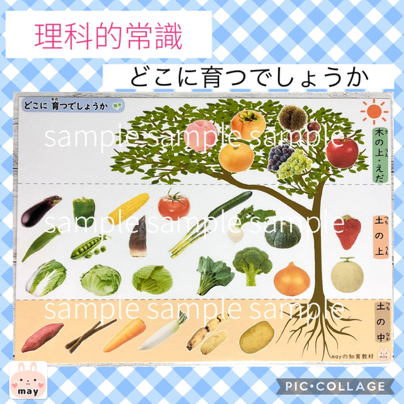 理科的常識 どこに育つ表 小学校受験 家庭学習 (2枚目3枚目は参考商品 