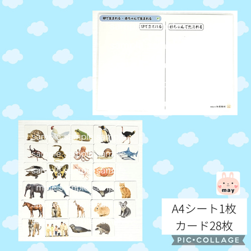 理科的常識 どこに育つ？小学校受験 (お届けは2枚目の内容のみ