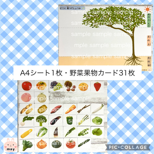 理科的常識 ☆実践編☆どこに育つでしょう 小学校受験 野菜カード 果物 