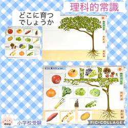 理科的常識 ☆実践編☆どこに育つでしょう 小学校受験 野菜