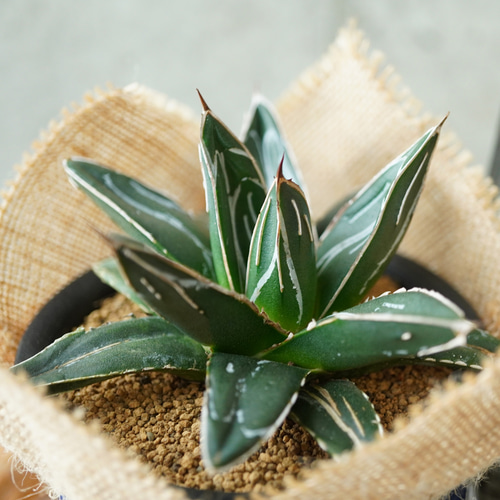 圧倒的美しさ！アガベ・笹の雪コンパクタ◇多肉植物 ギフト グリーン