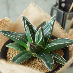 圧倒的美しさ！アガベ・笹の雪コンパクタ◇多肉植物 ギフト グリーン