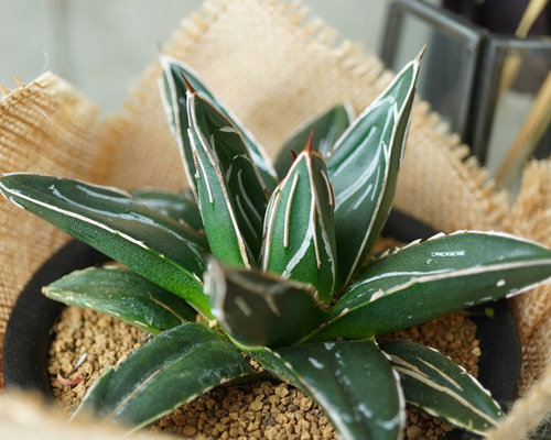 1fe43079f832cd01c4bafe2d8b9cde