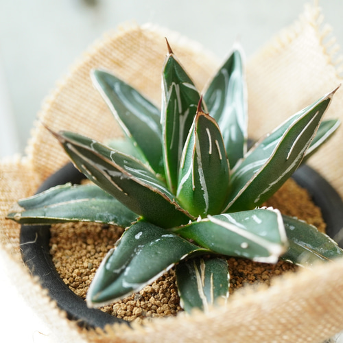 圧倒的美しさ！アガベ・笹の雪コンパクタ◇多肉植物 ギフト グリーン