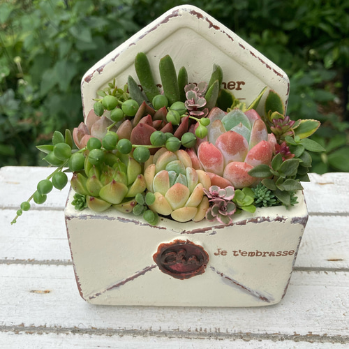 多肉植物 寄せ植え 多肉植物寄せ植え メール型陶器鉢 可愛い寄せ