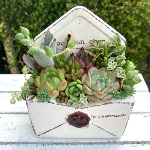 多肉植物 寄せ植え 多肉植物寄せ植え メール型陶器鉢 可愛い寄せ