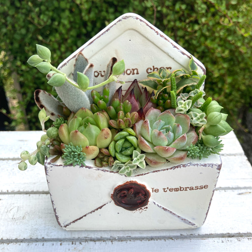 多肉植物 寄せ植え 多肉植物寄せ植え メール型陶器鉢 可愛い寄せ