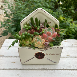 多肉植物 寄せ植え 多肉植物寄せ植え メール型陶器鉢 可愛い寄せ植え