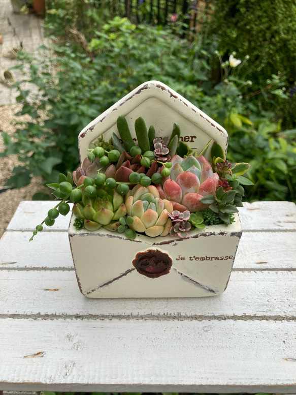 ❤️専用ページ❤️多肉植物寄せ植え❤️ 多肉植物 寄せ植えset♡8283 - メルカリ