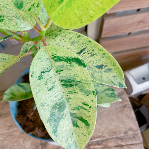 フィカス 緑と白の斑入り 約1メートル? ♥レア物 フィカス 緑と白