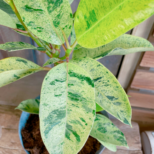 現品♡レア【フィカス ジン】おしゃれ斑入りグリーン♡珍しい観葉植物