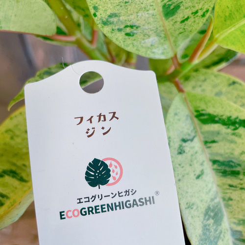希少❗️巨大❗️フィカス　ジン　朴✨ 現品♡レア【フィカス ジン】おしゃれ斑入りグリーン♡珍しい観葉植物