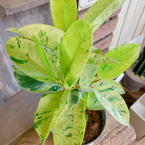 現品♡レア【フィカス ジン】おしゃれ斑入りグリーン♡珍しい観葉植物