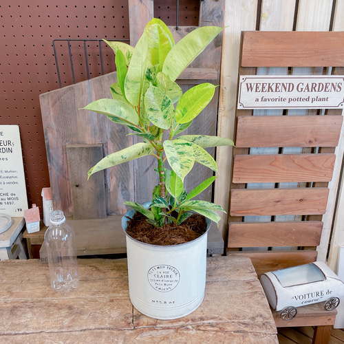 現品♡レア【フィカス ジン】おしゃれ斑入りグリーン♡珍しい観葉植物