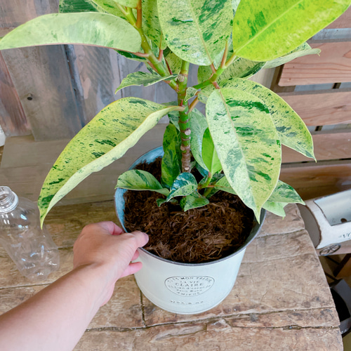 現品♡レア【フィカス ジン】おしゃれ斑入りグリーン♡珍しい観葉植物