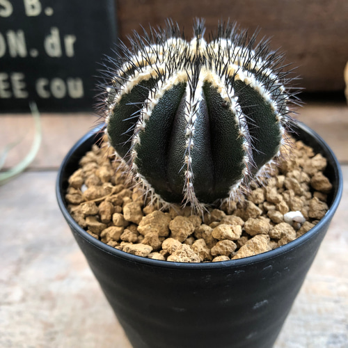 ユーベルマニア・ペクチニフェラ♡サボテン♡インテリア アート