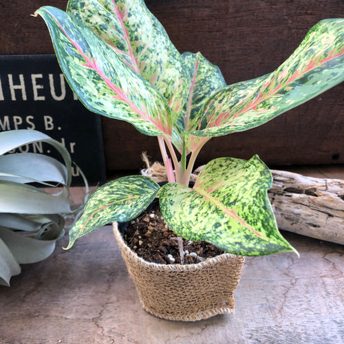 10カラット♡アグラオネマ♡希少♡観葉植物♡ アートフラワー パリ