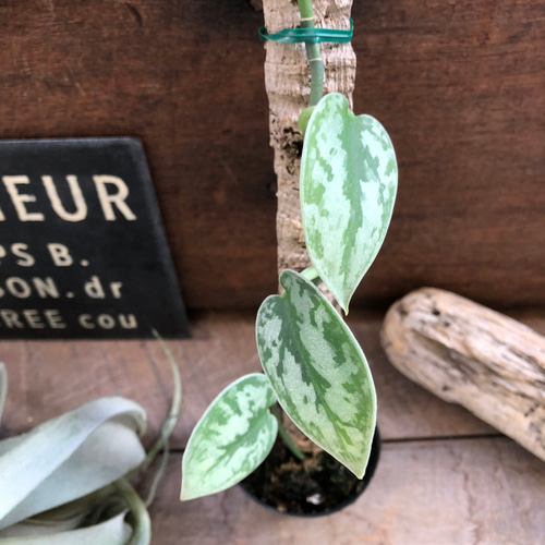 スキンダプサス♡グリーンエクゾティカシルバー♡Scindapsus Green