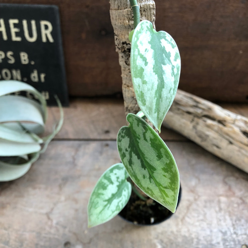 スキンダプサス♡グリーンエクゾティカシルバー♡Scindapsus Green