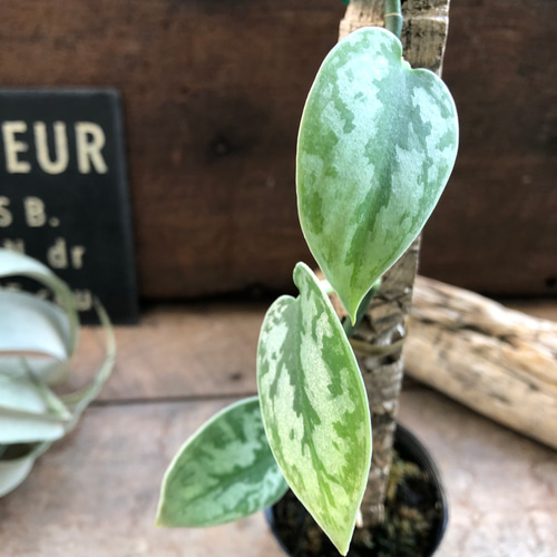 スキンダプサス♡グリーンエクゾティカシルバー♡Scindapsus Green