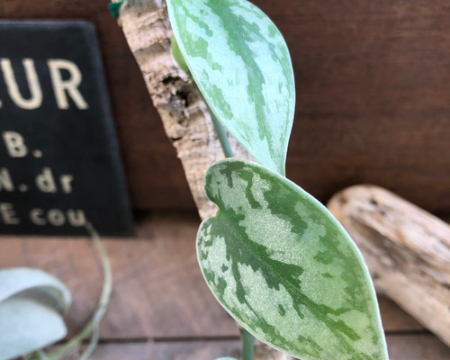 スキンダプサス♡グリーンエクゾティカシルバー♡Scindapsus Green