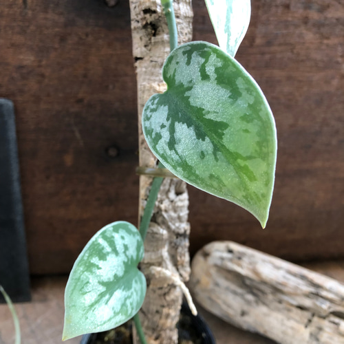 スキンダプサス♡グリーンエクゾティカシルバー♡Scindapsus Green