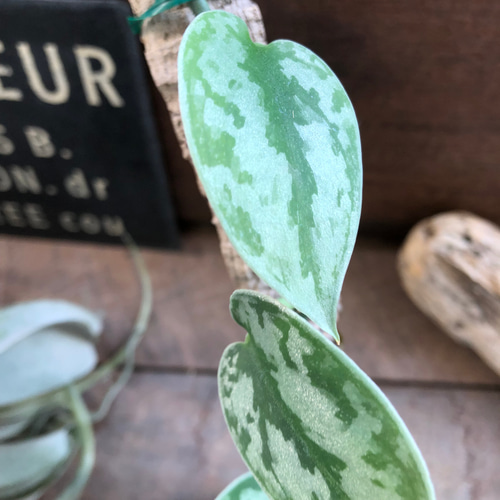 スキンダプサス♡グリーンエクゾティカシルバー♡Scindapsus Green