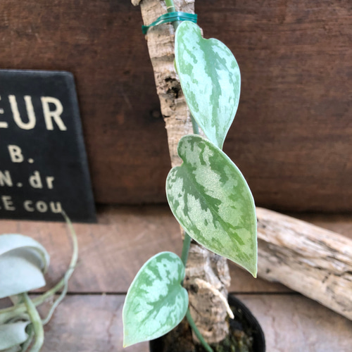 スキンダプサス♡グリーンエクゾティカシルバー♡Scindapsus Green