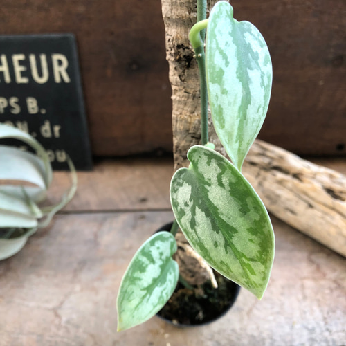 スキンダプサス♡グリーンエクゾティカシルバー♡Scindapsus Green