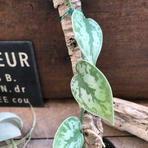 スキンダプサス♡グリーンエクゾティカシルバー♡Scindapsus Green