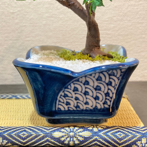 樹脂粘土製ミニチュア盆栽〈青紅葉〉 盆栽 AB-Hachi Garden 通販