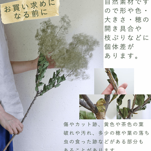 大枝 丈60〜80cm 】 スモークツリー ロング (1〜2本) モーヴ