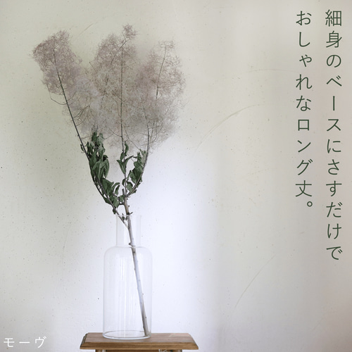 大枝 丈60〜80cm 】 スモークツリー ロング (1〜2本) モーヴ